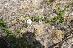 Merremia tridentata subsp. hastata
